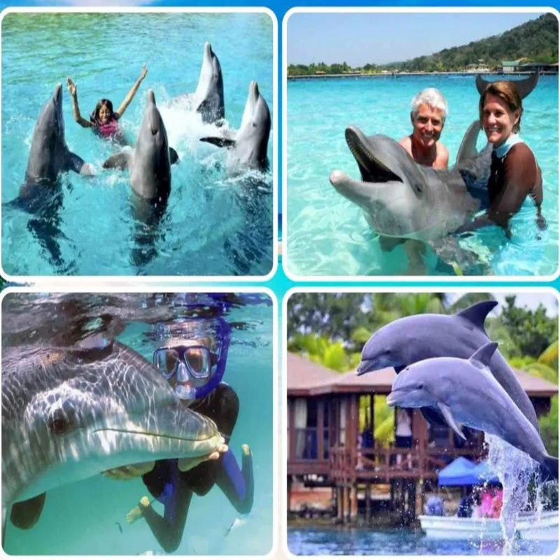 Dolphin Encounters